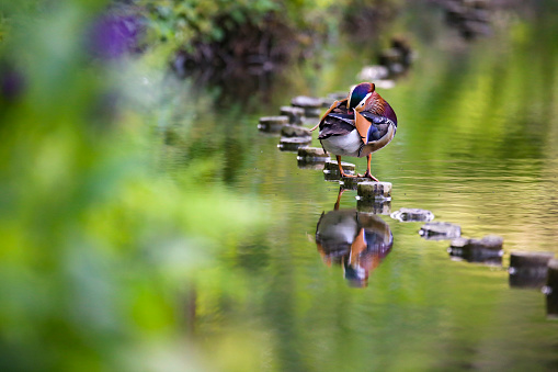 Mandarin duck on a pond.