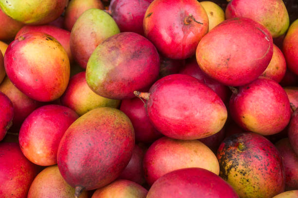 Mangifera indica - Mango tommy fruit in the traditional Colombian market stock photo