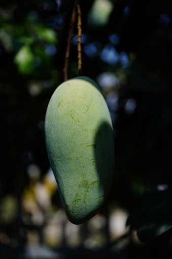 Green Mangoes on Tree