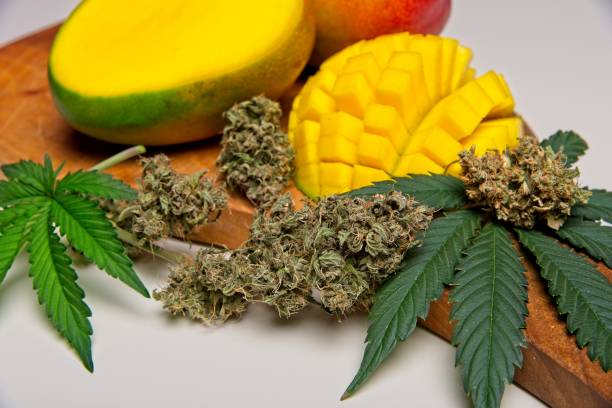 Mangos and cannabis buds and leaves stock photo