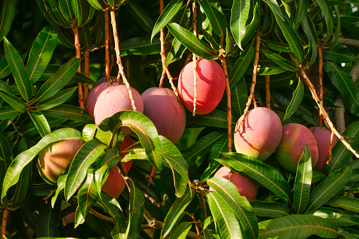 Close up of mango treetop with bunch of mangoes hanging in its branchs. Organic farming. Exterior photography. Horizontal composition. No people.
