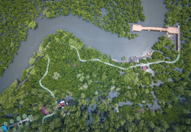 mangrov eko-turizm langsa şehir - langsa stok fotoğraflar ve resimler