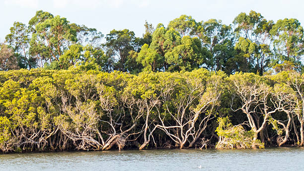 Mangrove Forest NSW Australia stock photo