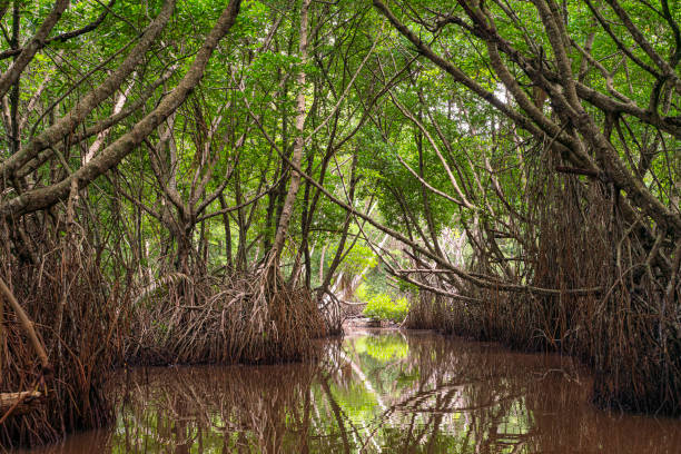 Mangrove forest on Bentota River, Sri Lanka. stock photo
