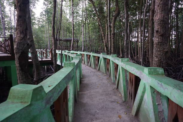мангровый лес с мостом walkway - langsa стоковые фото и изображения