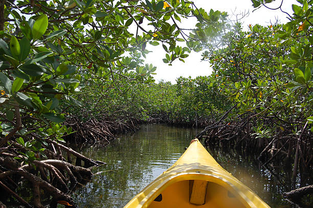 kayak dans la mangrove - kayak mangrove photos et images de collection
