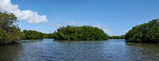 Mangrove stock photo