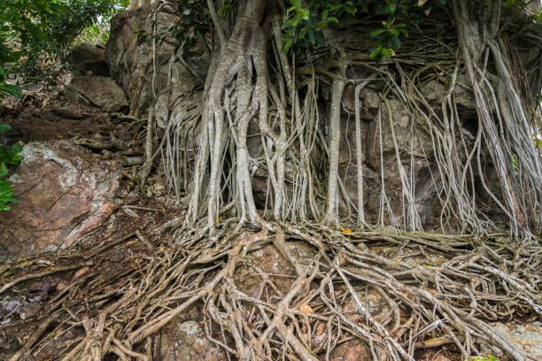 snake adasında mangrov kökleri, borneo - snake island stok fotoğraflar ve resimler