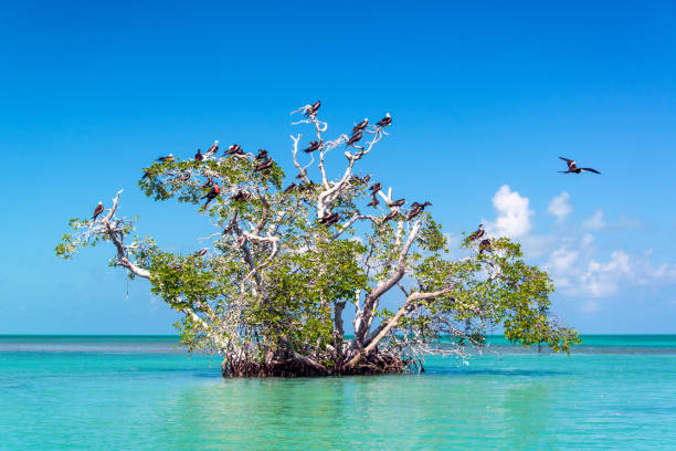 Mangrove Tree and Frigatebirds Mangrove tree in the Caribbean Sea in the Sian Kaan Biosphere Reserve near Tulum, Mexico bioreserve stock pictures, royalty-free photos & images