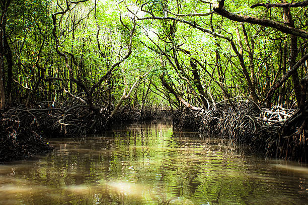 Mangrove tree in Havelock Island, Andamans, India. stock photo