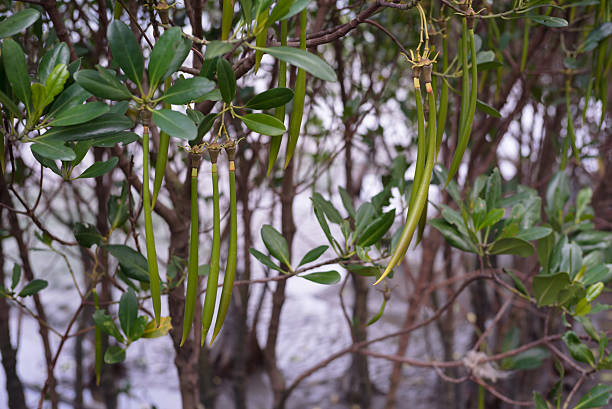 Mangrove Tree & Seddling stock photo