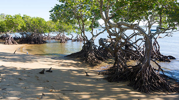 Mangrove trees on beach stock photo