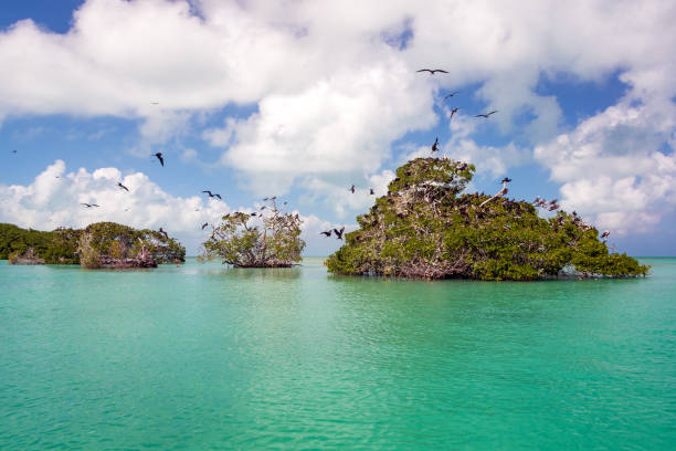 Mangroves and Frigatebirds Frigatebirds on mangroves in the Caribbean Sea in the Sian Kaan Biosphere Reserve near Punta Allen, Mexico bioreserve stock pictures, royalty-free photos & images