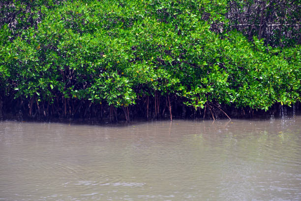 mangrovie sulla laguna di fanga'uta, tatakamotonga, mua, isola di tongatapu, tonga - tonga tsunami foto e immagini stock
