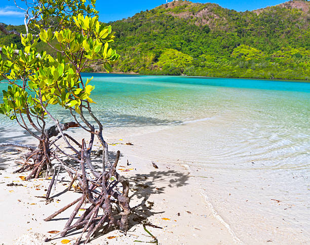 mangroves - snake island stok fotoğraflar ve resimler