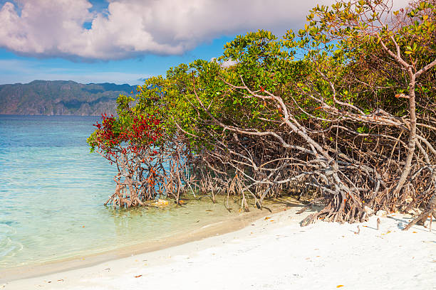 mangroves - snake island zdjęcia i obrazy z banku zdjęć