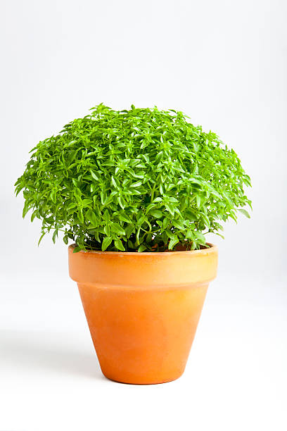 manjerico - basil plant stockfoto's en -beelden