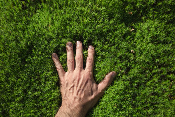 en mans hand berör en grönskogs mossa. - nature sweden bildbanksfoton och bilder