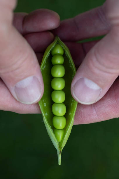 Man's Hands Holding a Pea Pod stock photo