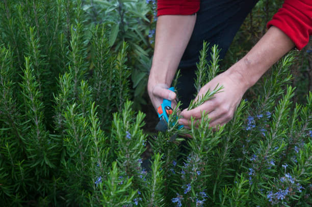 Man's hands in the garden cutting home grown, organic rosemary or rosmarinus officinalis stock photo
