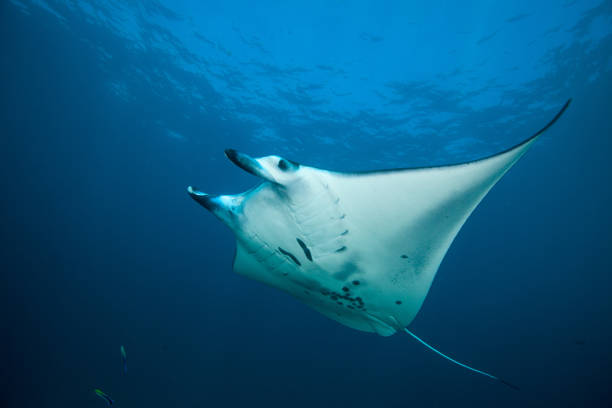 Manta in the blue background Manta in the blue background Indonesia manta ray stock pictures, royalty-free photos & images