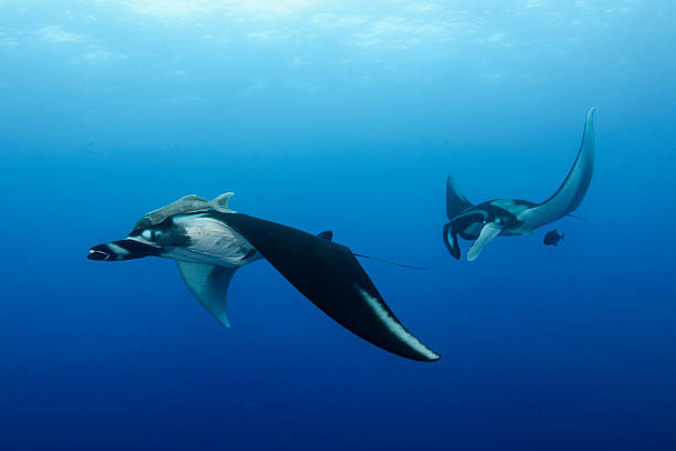 Manta Two Mantarays passing by at Socorro. manta ray stock pictures, royalty-free photos & images