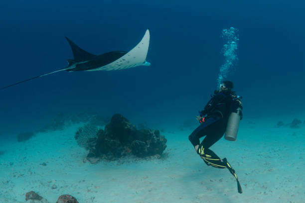 Manta Ray and female diver - Palau, Micronesia stock photo