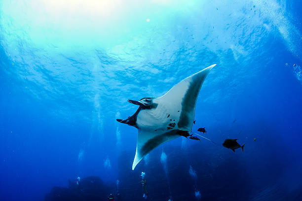 Manta Ray at Islas Revillagigedos Picture shows a Manta Ray at Islas Revillagigedos, Mexico manta ray stock pictures, royalty-free photos & images
