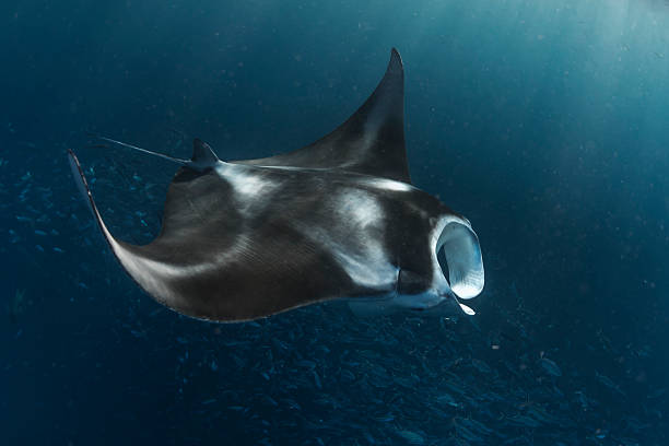 Manta Ray in German Channel - Palau Manta ray in shallow waters eating small a "brunch" of fishes. These big mantas have a tactic to  push the schools of fishes toward the surface, when they are eaten in a frenzy feeding action babeldaob island stock pictures, royalty-free photos & images