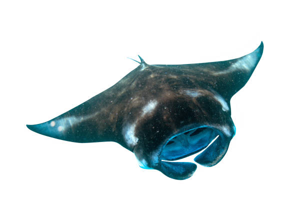 Manta ray isolated on white background with clipping path Manta ray isolated on white background with clipping path manta ray stock pictures, royalty-free photos & images