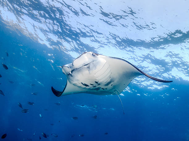 Manta Ray near the surface Large Manta Ray swimming in clear blue water manta ray stock pictures, royalty-free photos & images