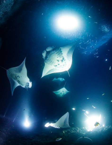 Manta Ray Night Dive The ancient hawaiians used to believe manta rays will swallow the sun in their mouth at sunset and swim across the island to spit it out at sunrise. They are absolutely majestic creatures to look at underwater. manta ray stock pictures, royalty-free photos & images