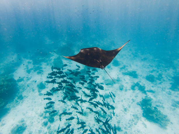 Manta ray swimming in the ocean Manta ray swimming in the ocean manta ray stock pictures, royalty-free photos & images
