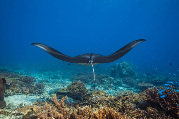 Manta ray swimming over coral reef in clear blue ocean Manta ray swimming over coral reef in clear blue ocean manta ray stock pictures, royalty-free photos & images