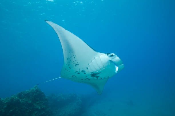 Manta Ray Swimming over coral reef in tropical blue water Manta Ray glides and swims through blue clear tropical water of Hawaii in the underwater photo manta ray stock pictures, royalty-free photos & images