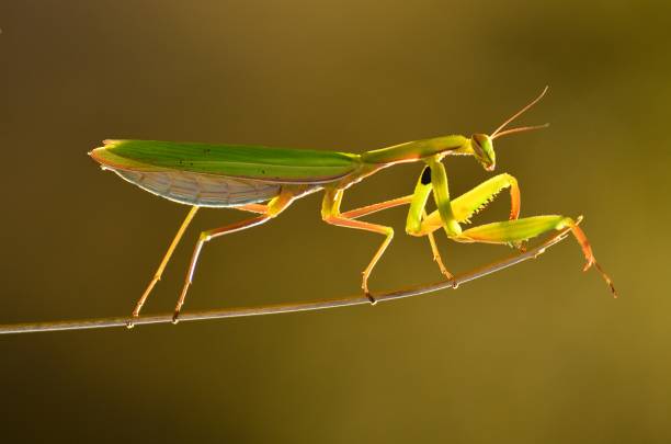 mantis-picture