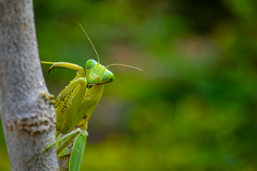 Praying Mantis in garden