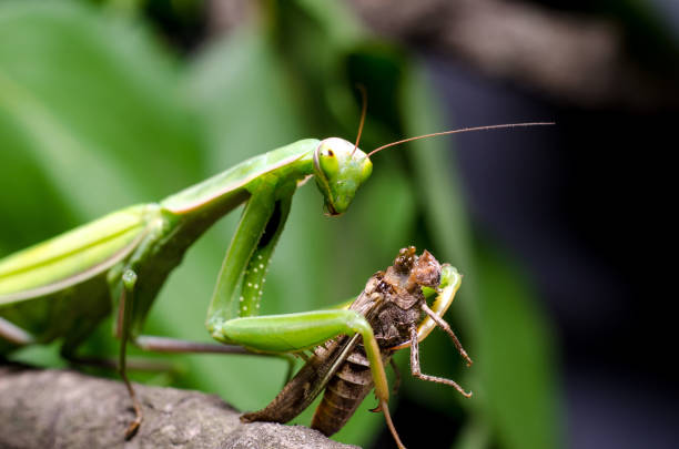 Mantis religiosa eating grasshopper stock photo