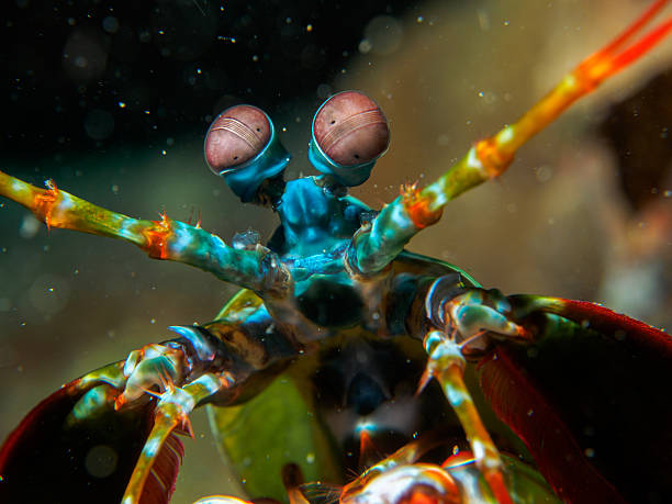 mantis under the sea stock photo