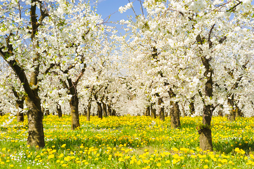 Many blooming apple trees in row on field with spring flowers