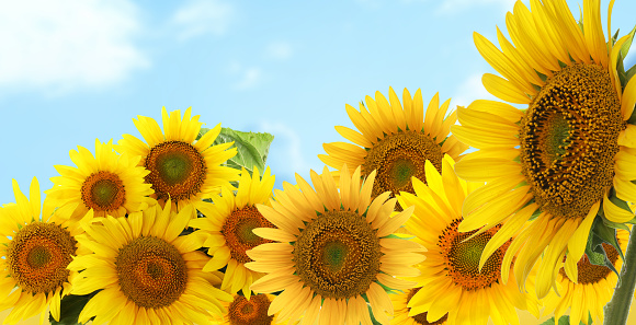 Many bright sunflowers and sky on background. Banner design