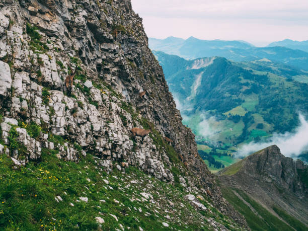 molti capricorni in piedi su una ripida roccia nelle alpi svizzere steinbock capra stambecco - stambecco delle alpi foto e immagini stock