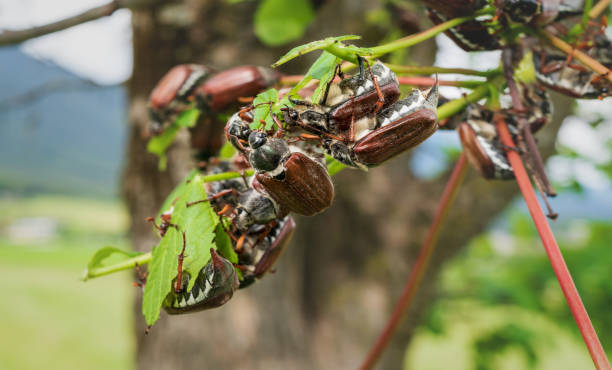 Many cockchafers or may bugs eating on a almost leafless apple tree, Austria, Europe stock photo