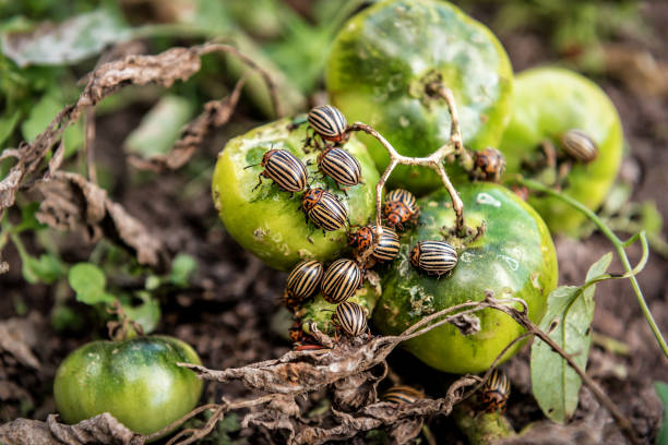 many Colorado potato beetles sit on tomatoes stock photo