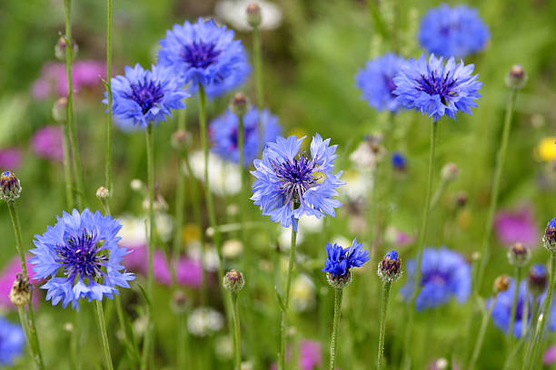 Many cornflowers are nice during the summer stock photo
