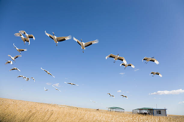 Many cranes flying mid air over a field stock photo