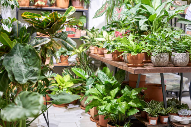 Many different plants in flower pots in flowers store. Garden center and wholesale supplier concept. Green background. Lots of leaves. stock photo
