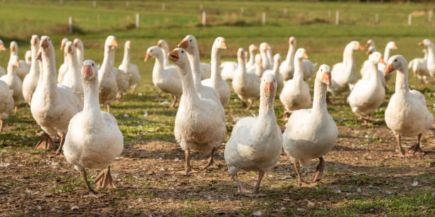 many geese on a meadow many geese on a meadow goose meat photos stock pictures, royalty-free photos & images