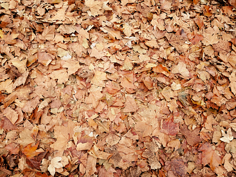 Natural vegetation pattern. Autumn leaves cover ground in September and October with copy space