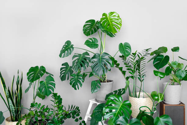 Many modern green plants with various pots in room. Modern home garden composition. Stylish and minimalistic urban jungle interior. Botany home decor with a lot of plants. stock photo